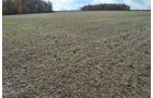 Property photo 7 - 75.3 Acres Offered in 2 Tracts